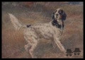 Setter Anglais LADY'S COUNT GLADSTONE
